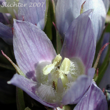 Flower of Clustered Frasera, Clustered Green Gentian, Umpqua Green-gentian: Frasera fastigiata (Synonym: Swertia fastigiata)