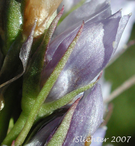 Calyx of Clustered Frasera, Clustered Green Gentian, Umpqua Green-gentian: Frasera fastigiata (Synonym: Swertia fastigiata)