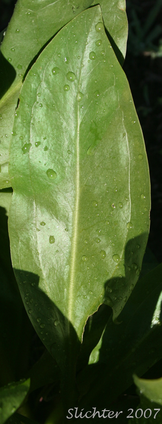 Basal leaf of Clustered Frasera, Clustered Green Gentian, Umpqua Green-gentian: Frasera fastigiata (Synonym: Swertia fastigiata)