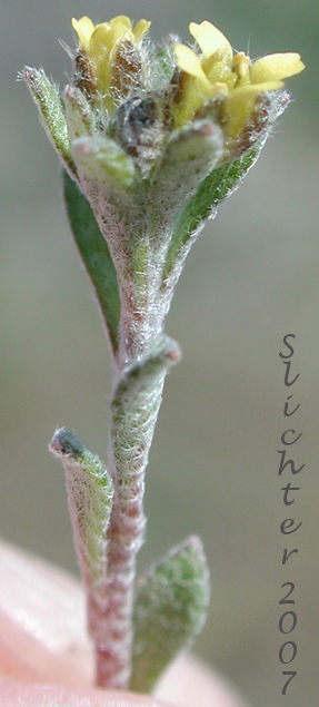 Pale Alyssum, Pale Madwort, Small Alison, Small Alyssum: Alyssum alyssoides (Synonym: Alyssum calycinum, Clypeola alyssoides)