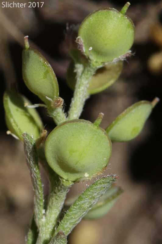 Fruit of Desert Alyssum, Desert Madwort: Alyssum desertorum (Synonym: Alyssum desertorum var. desertorum)