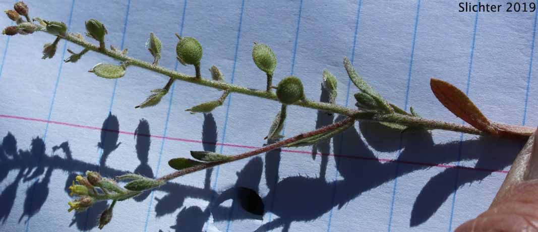 Desert Alyssum, Desert Madwort: Alyssum desertorum (Synonym: Alyssum desertorum var. desertorum)