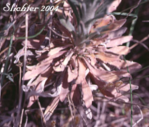 Basal leaves of Dropseed Rockcress, Holboell's Rockcress: Boechera pendulocarpa (Synonyms: Arabis exilis, Arabis holboellii, Arabis holboellii var. pendulocarpa, Boechera exilis)