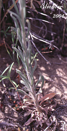 Lower stem leaves of Dropseed Rockcress, Holboell's Rockcress: Boechera pendulocarpa (Synonyms: Arabis exilis, Arabis holboellii, Arabis holboellii var. pendulocarpa, Boechera exilis)