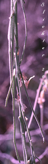 Pendulant fruits of Dropseed Rockcress, Holboell's Rockcress: Boechera pendulocarpa (Synonyms: Arabis exilis, Arabis holboellii, Arabis holboellii var. pendulocarpa, Boechera exilis)