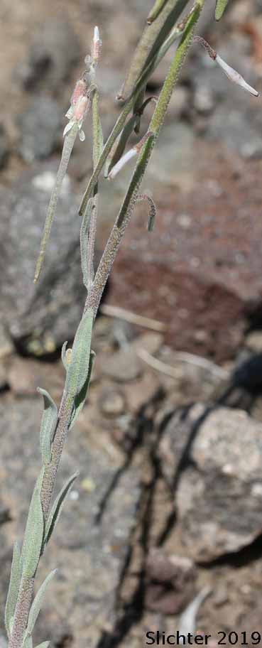 Dropseed Rockcress, Holboell's Rockcress: Boechera pendulocarpa (Synonyms: Arabis exilis, Arabis holboellii, Arabis holboellii var. pendulocarpa, Boechera exilis)