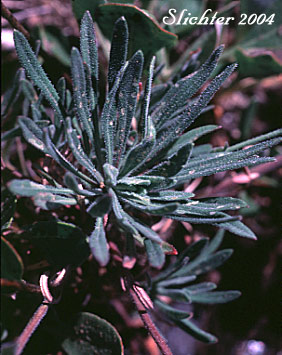 Basal leaves of Woodland Rockcress, Holboell's Rockcress: Boechera pinetorum (Synonyms: Arabis holboellii, Arabis holboellii var. pinetorum, Boechera holboellii)