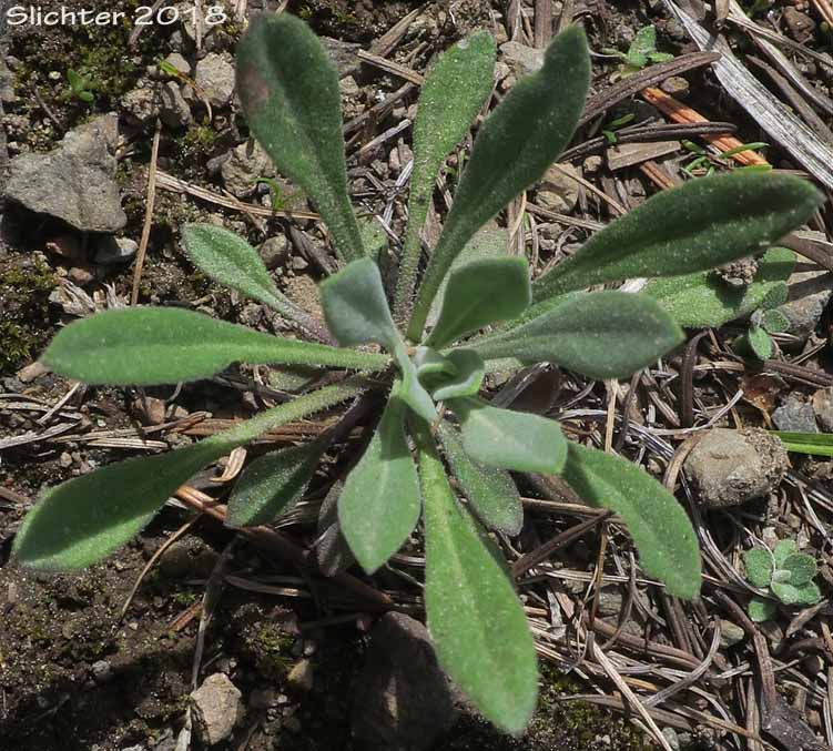 Woodland Rockcress, Holboell's Rockcress: Boechera pinetorum (Synonyms: Arabis holboellii, Arabis holboellii var. pinetorum, Boechera holboellii)