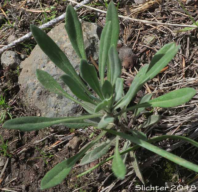 Woodland Rockcress, Holboell's Rockcress: Boechera pinetorum (Synonyms: Arabis holboellii, Arabis holboellii var. pinetorum, Boechera holboellii)