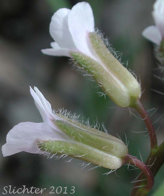 Flowers of Woodland Rockcress, Holboell's Rockcress: Boechera pinetorum (Synonyms: Arabis holboellii, Arabis holboellii var. pinetorum, Boechera holboellii)