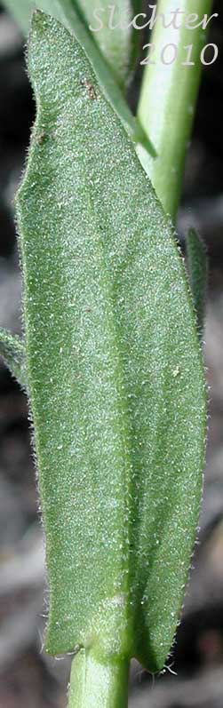 Ventral leaf surface of Woodland Rockcress, Holboell's Rockcress: Boechera pinetorum (Synonyms: Arabis holboellii, Arabis holboellii var. pinetorum, Boechera holboellii)
