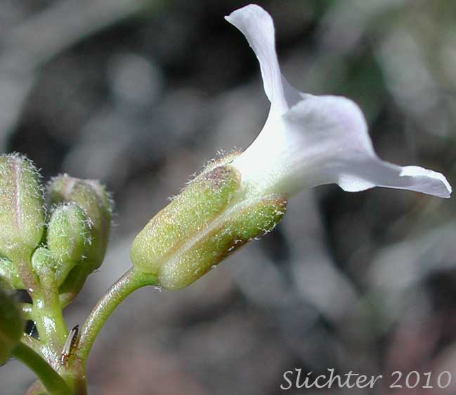 Close-up sideview of a flower of Woodland Rockcress, Holboell's Rockcress: Boechera pinetorum (Synonyms: Arabis holboellii, Arabis holboellii var. pinetorum, Boechera holboellii)
