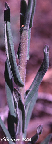 Revolute leaf edges of Holboell's Rockcress, Second Rockcress, Secund Rockcress: Boechera retrofracta (Synonyms: Arabis holboellii, Arabis holboellii var. retrofracta, Arabis holboellii var. secunda, Arabis retrofracta, Arabis secunda, Boechera holbellii, Bochera hoboellii var. secunda)