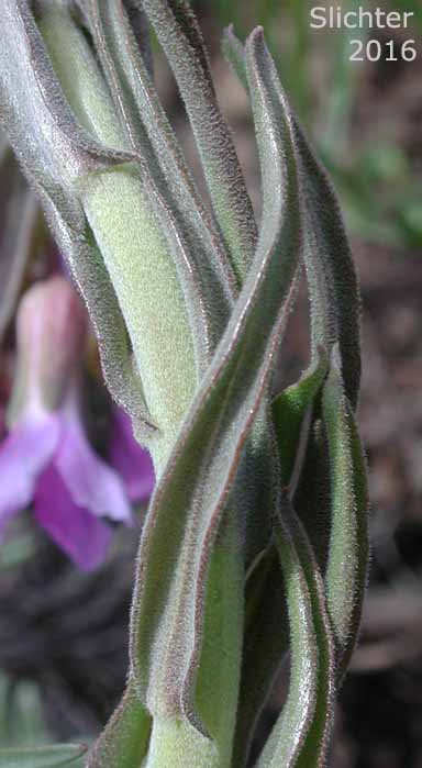 Stem leaves of Holboell's Rockcress, Second Rockcress, Secund Rockcress: Boechera retrofracta (Synonyms: Arabis holboellii, Arabis holboellii var. retrofracta, Arabis holboellii var. secunda, Arabis retrofracta, Arabis secunda, Boechera holbellii, Bochera hoboellii var. secunda)