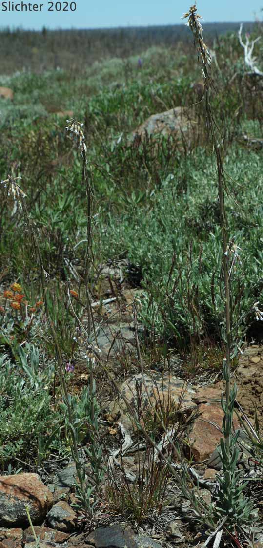 Holboell's rockcress (var. retrofracta) as seen
