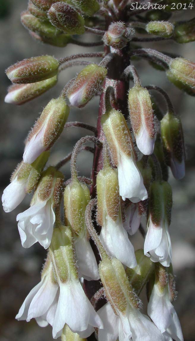 Inflorescence of Holboell's Rockcress, Second Rockcress, Secund Rockcress: Boechera retrofracta (Synonyms: Arabis holboellii, Arabis holboellii var. retrofracta, Arabis holboellii var. secunda, Arabis retrofracta, Arabis secunda, Boechera holbellii, Bochera hoboellii var. secunda)