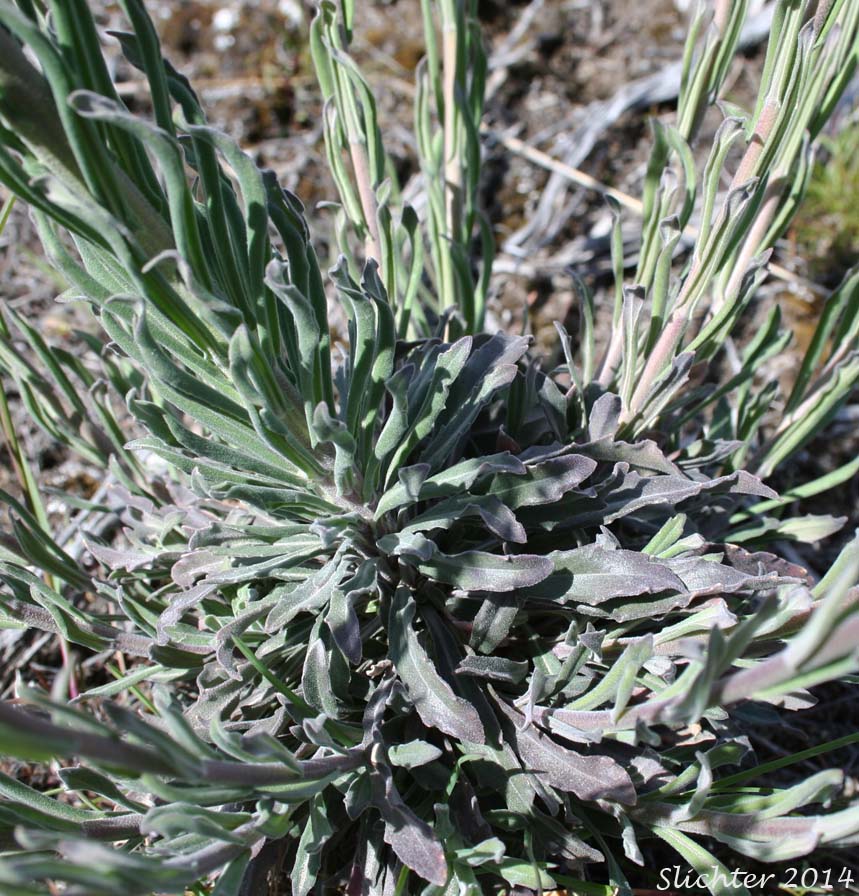 Basal leaves of Holboell's Rockcress, Second Rockcress, Secund Rockcress: Boechera retrofracta (Synonyms: Arabis holboellii, Arabis holboellii var. retrofracta, Arabis holboellii var. secunda, Arabis retrofracta, Arabis secunda, Boechera holbellii, Bochera hoboellii var. secunda)