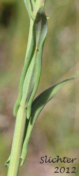 Stem leaves of Sicklepod Rockcress, Black-flowered Rockcress, Elegant Rockcress: Boechera sparsiflora (Synonyms: Arabis arcoidea, Arabis peramoena, Arabis polytricha, Arabis sparsiflora, Arabis sparsiflora var. peramoena, Arabis sparsiflora var. sparsiflora, Boechera sparsiflora var. sparsiflora)