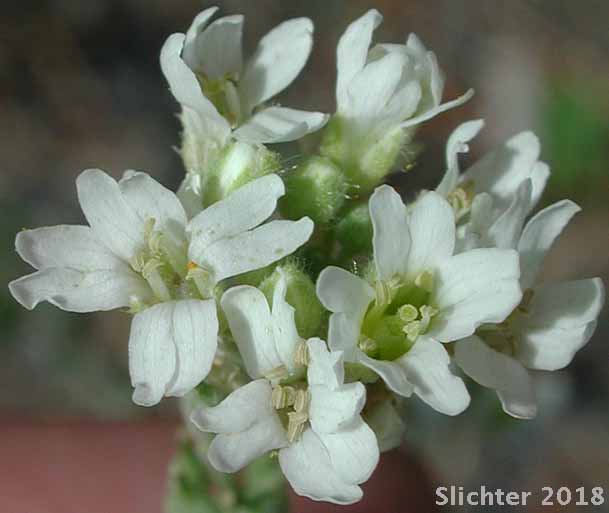 Inflorescence of Hoary Alyssum: Berteroa incana (Synonym: Alyssum incanum)