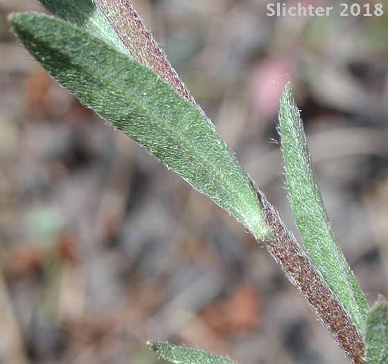Leaves of Hoary Alyssum: Berteroa incana (Synonym: Alyssum incanum)