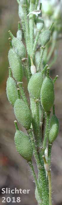 Fruits of Hoary Alyssum: Berteroa incana (Synonym: Alyssum incanum)
