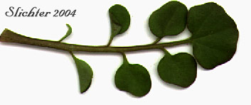 Pinnately compound leaf of Little Western Bittercress, Siberian Bittercress, Umbellate Bittercress Cardamine oligosperma