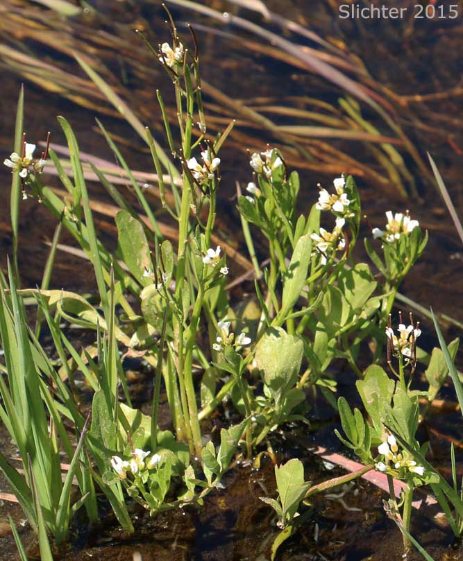 Pennsylvania Bitter Cress (Cardamine pensylvanica)