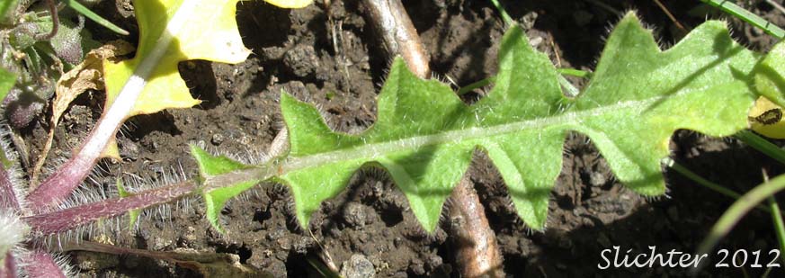 Basal leaf of Blue Mustard, Chorispora, Crossflower, Purple Field Mustard: Chorispora tenella (Synonyms: Chorisporum tenellum, Raphanus tenellus)