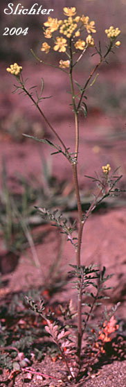 Cut-leaved Tansymustard, Mountain Tansymustard: Descurainia incisa ssp. incisa (Synonyms: Descurainia incana ssp. incisa, Descurainia incana ssp. viscosa, Descurainia incisa ssp. viscosa, Descurainia richardsonii ssp. incisa, Descurainia richardsonii ssp. viscosa, Descurainia richardsonii var. sonnei, Descurainia richardsonii var. viscosa)
