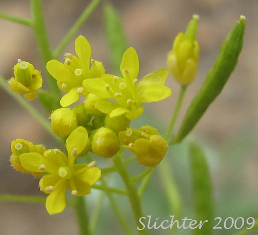 Flowers and fruit of Narrow Tansymustard, Thread-stalk Cutleaf Tansymustard, Western Tansymustard: Descurainia incisa ssp. filipes (Synonyms: Descurainia incisa var. filipes, Descurainia pinnata ssp. fillipes, Descurainia pinnata var. filipes, Sisymbrium incisum var. filipes, Sisymbrium longipedicellatum, Sophia filipes)