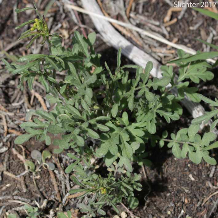 Cut-leaved Tansymustard, Mountain Tansymustard: Descurainia incisa ssp. incisa (Synonyms: Descurainia incana ssp. incisa, Descurainia incana ssp. viscosa, Descurainia incisa ssp. viscosa, Descurainia richardsonii ssp. incisa, Descurainia richardsonii ssp. viscosa, Descurainia richardsonii var. sonnei, Descurainia richardsonii var. viscosa)