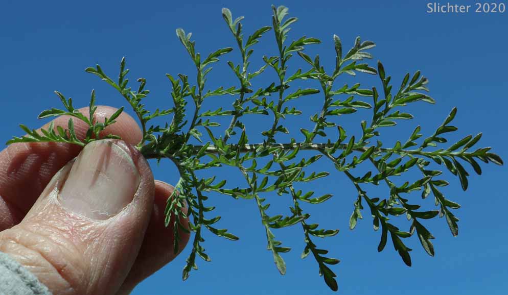 Flixweed, Herb Sophia: Descurainia sophia (Synonyms: Sisymbrium sophia, Sophia sophia)