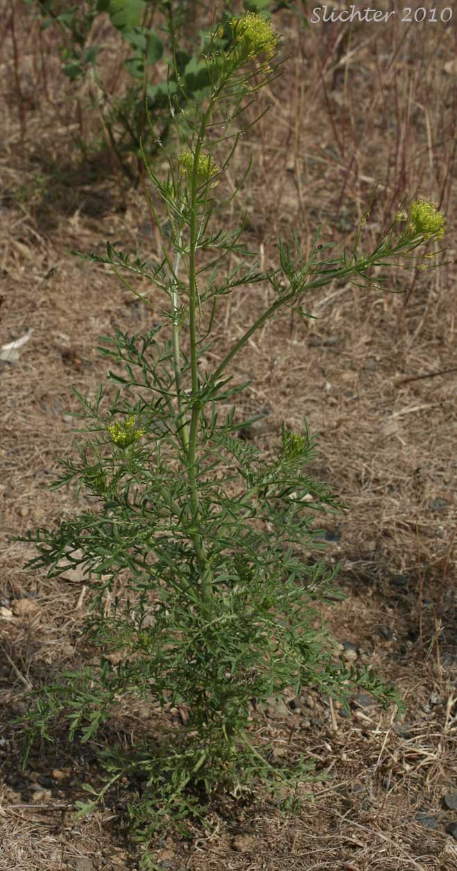 Flixweed, Herb Sophia: Descurainia sophia (Synonyms: Sisymbrium sophia, Sophia sophia)