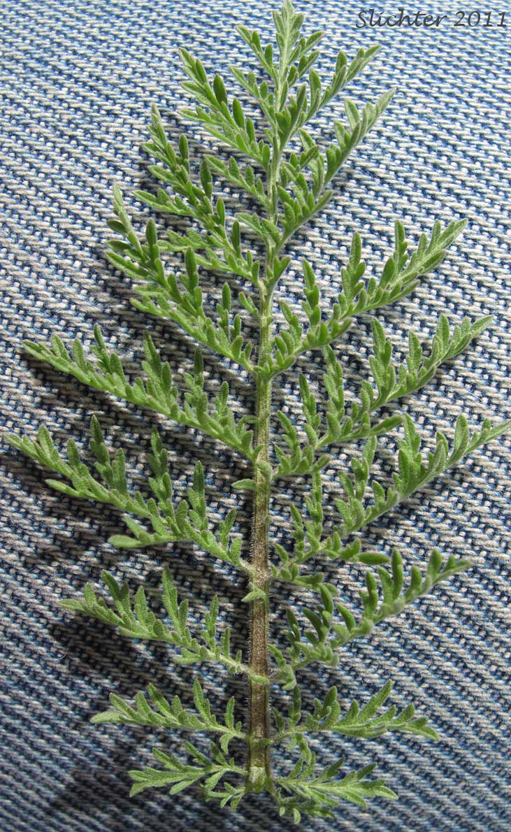 Leaf of Flixweed, Herb Sophia: Descurainia sophia (Synonyms: Sisymbrium sophia, Sophia sophia)