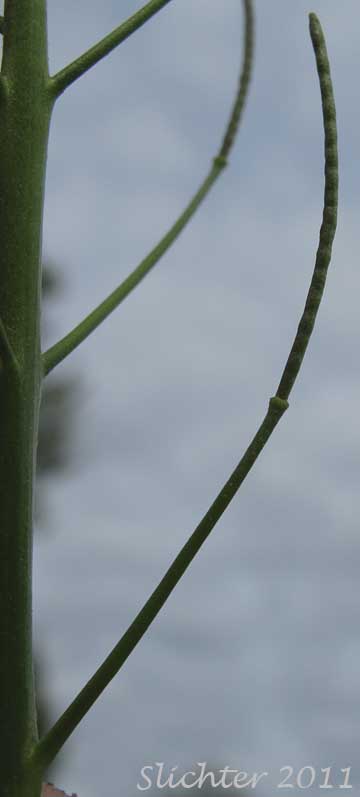 Long-pedicelled fruit of Flixweed, Herb Sophia: Descurainia sophia (Synonyms: Sisymbrium sophia, Sophia sophia)