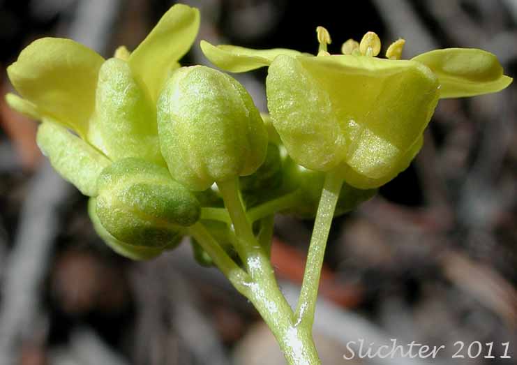 Close-up sideview of the flowers of Denseleaf Draba, Dense-leaf Whitlow-grass, Nuttall's Draba: Draba densifolia (Synonyms: Draba caruleomontana, Draba caeruleomontana var. piperi, Draba nelsonii, Draba pectinata, Draba sphaerula)