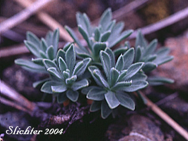 Rosettes of leaves of Alkali Cusickiella, Douglas' Draba: Cusickiella douglasii (Synonyms: Draba douglasii, Draba douglasii var. crockeri)