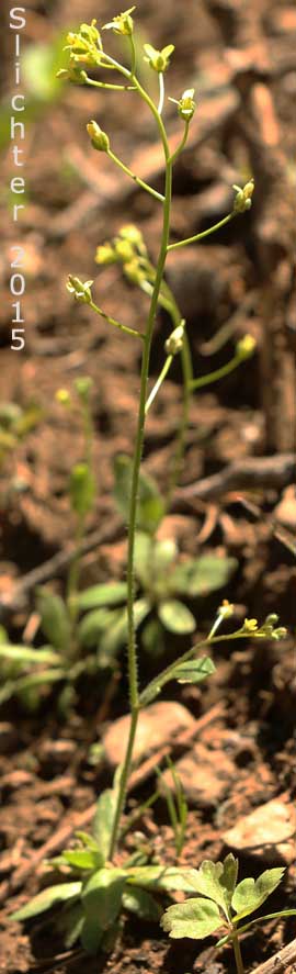 Alaska Whitlow-grass, Slender Draba: Draba stenoloba