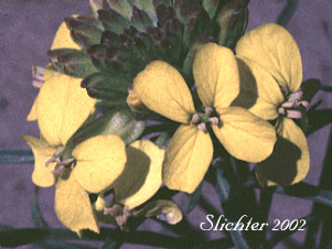 Pale Wallflower, Pale Wall Flower, Western Wallflower Erysimum occidentale (Synonyms: Cheiranthus occidentalis, Cheirinia occidentalis)