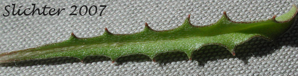 Stem leaf of Bushy Wallflower, Repand Wallflower, Spreading Wallflower: Erysimum repandum (Synonym: Cheirinia repanda)