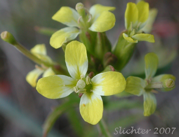 Flowers of Bushy Wallflower, Repand Wallflower, Spreading Wallflower: Erysimum repandum (Synonym: Cheirinia repanda)