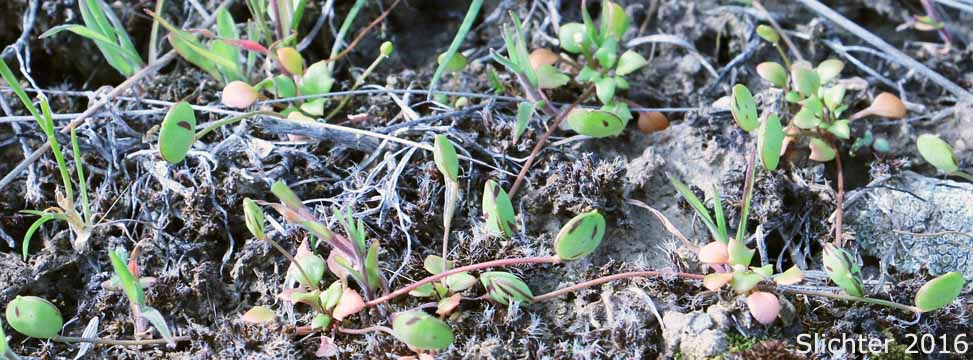 Flatpod, Oldstem Idahoa, Scalepod, Scale Pod: Idahoa scapigera (Synonym: Platyspermum scapigerum)