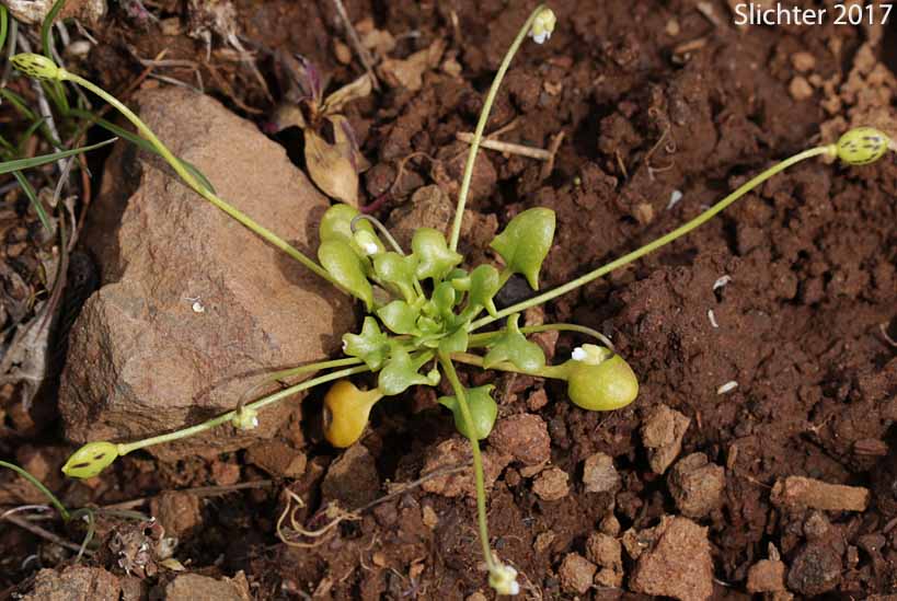 Flatpod, Oldstem Idahoa, Scalepod, Scale Pod: Idahoa scapigera (Synonym: Platyspermum scapigerum)