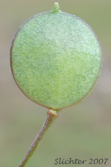 Pod of Flatpod, Oldstem Idahoa, Scalepod, Scale Pod: Idahoa scapigera (Synonym: Platyspermum scapigerum)