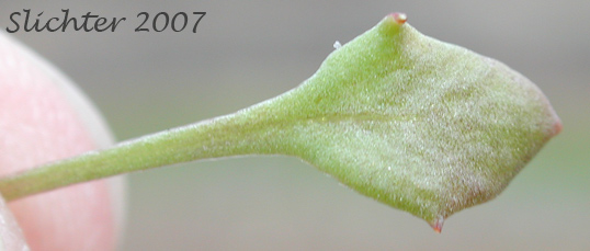 Basal leaf of Flatpod, Oldstem Idahoa, Scalepod, Scale Pod: Idahoa scapigera (Synonym: Platyspermum scapigerum)