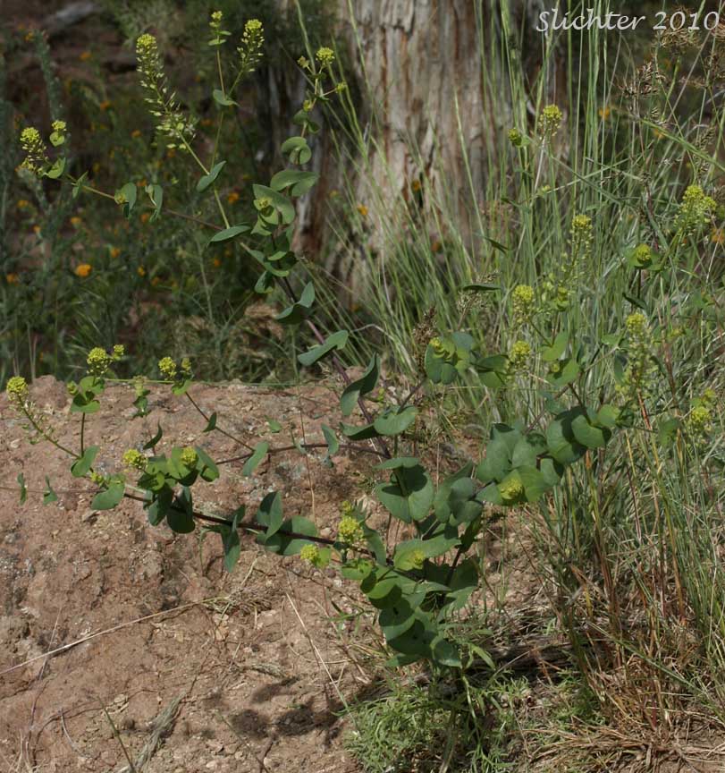 Clasping Peppergrass, Clasping Pepperweed, Clasping Pepperwort, Round-leaved Peppergrass, Yellow-flowered Peppergrass: Lepidium perfoliatum (Synonym: Nasturtium perfoliatum)