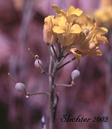 Pods of Columbia Bladderpod, Douglas' Bladderpod: Physaria douglasii ssp. douglasii (Synonym: Lesquerella douglasii)