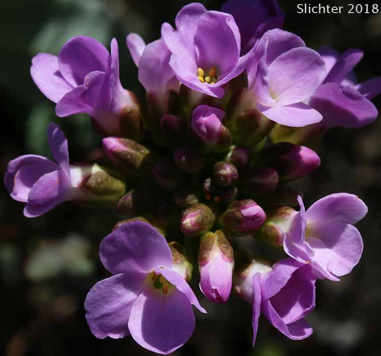 Close-up of the inflorescence of Daggerpod, Dagger-pod, Dagger Pod, Wallflower Phoenicaulis: Phoenicaulis cheiranthoides (Synonyms: Arabis pedicellata, Parrya cheiranthoides, Phoenicaulis cheiranthoides ssp. glabra, Phoenicaulis cheiranthoides ssp. heiranthoides, Phoenicaulis cheiranthoides ssp. lanuginosa, Phoenicaulis cheiranthoides var. cheiranthoides, Phoenicaulis cheiranthoides var. lanuginosa, Phoenicaulis pedicellata)