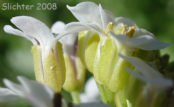 Flowers of Watercress: Nasturtium officinale (Synonyms: Rorippa nasturtium-aquaticum, Sisymbrium nasturtium-aquaticum)