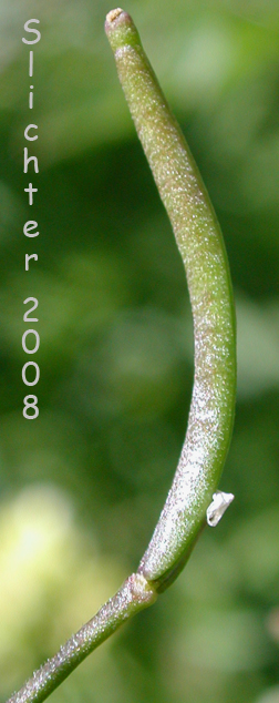 Seed pod of Watercress: Nasturtium officinale (Synonyms: Rorippa nasturtium-aquaticum, Sisymbrium nasturtium-aquaticum)